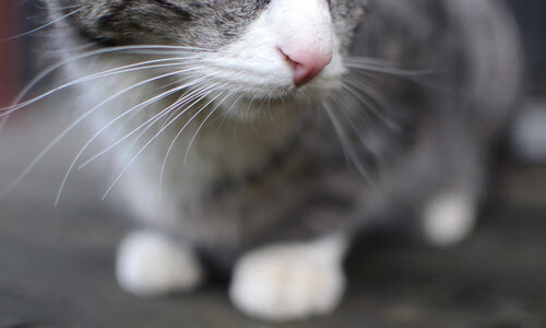 广东队末节翻盘活塞 字母哥36+15+7成关键先生