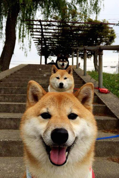 巅峰双雄会,一箭定乾坤,当字母哥的咆哮撞上詹姆斯的叹息