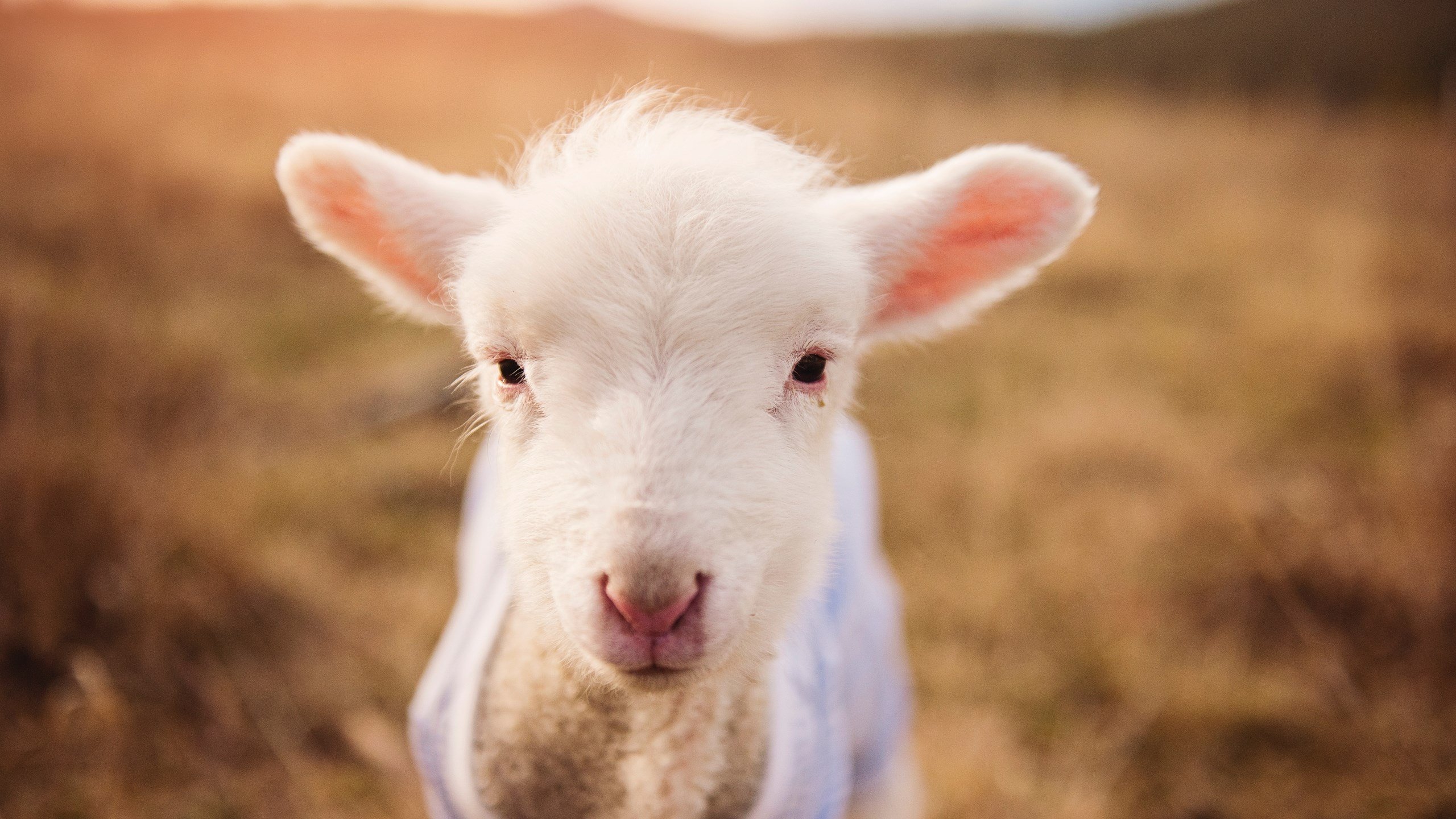 30分逆转！东契奇三双导演猛龙狂胜老鹰成关键先生