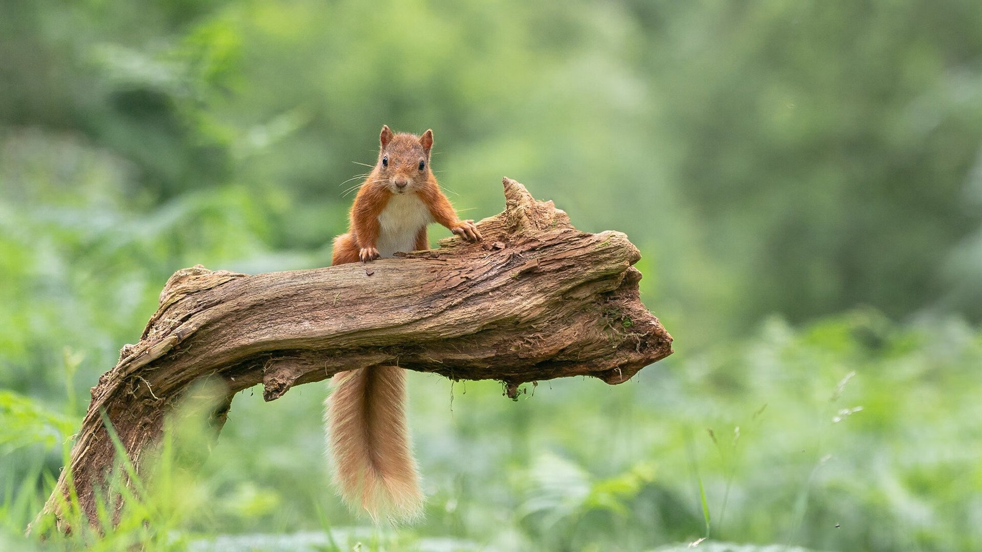 新王当立，当纽约蓝征服辽沈红，英格拉姆在2026的穹顶下加冕