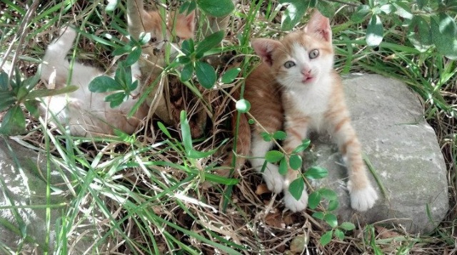 教科书级别的演出,杜兰特在雷霆勇士之战中定义超级巨星