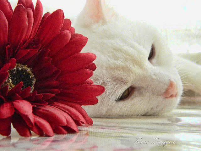 跨界之战，当西决生死战的硝烟弥漫绿茵场