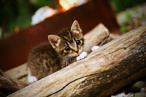 约基奇冷血关键球击沉快船，爵士末节逆转彰显团队韧性