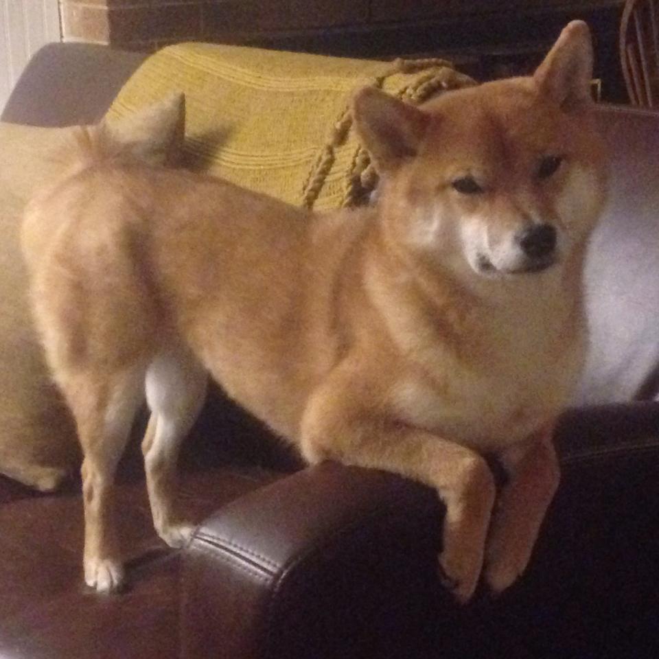 多特蒙德黄黑风暴席卷撒丁岛，马丁内利一锤定音铸就关键先生美名