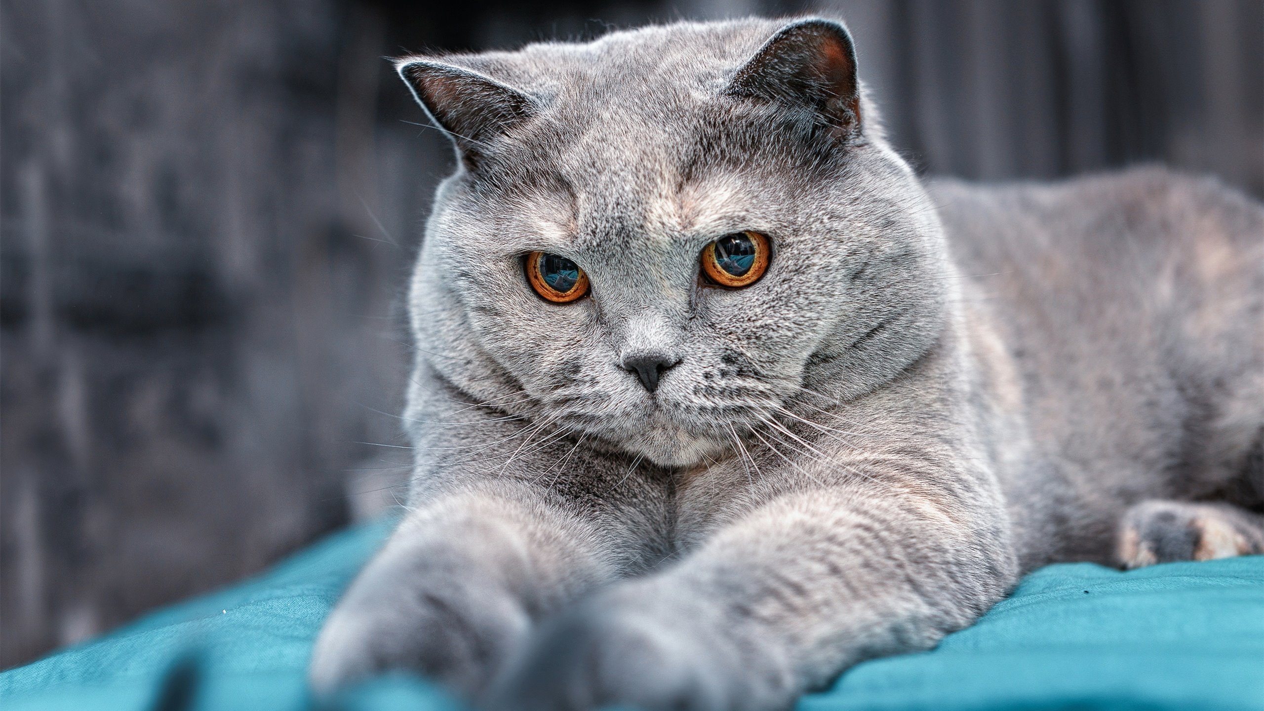 2026世界杯双星闪耀，乌克兰绝杀安哥拉，萨卡接管比赛创传奇