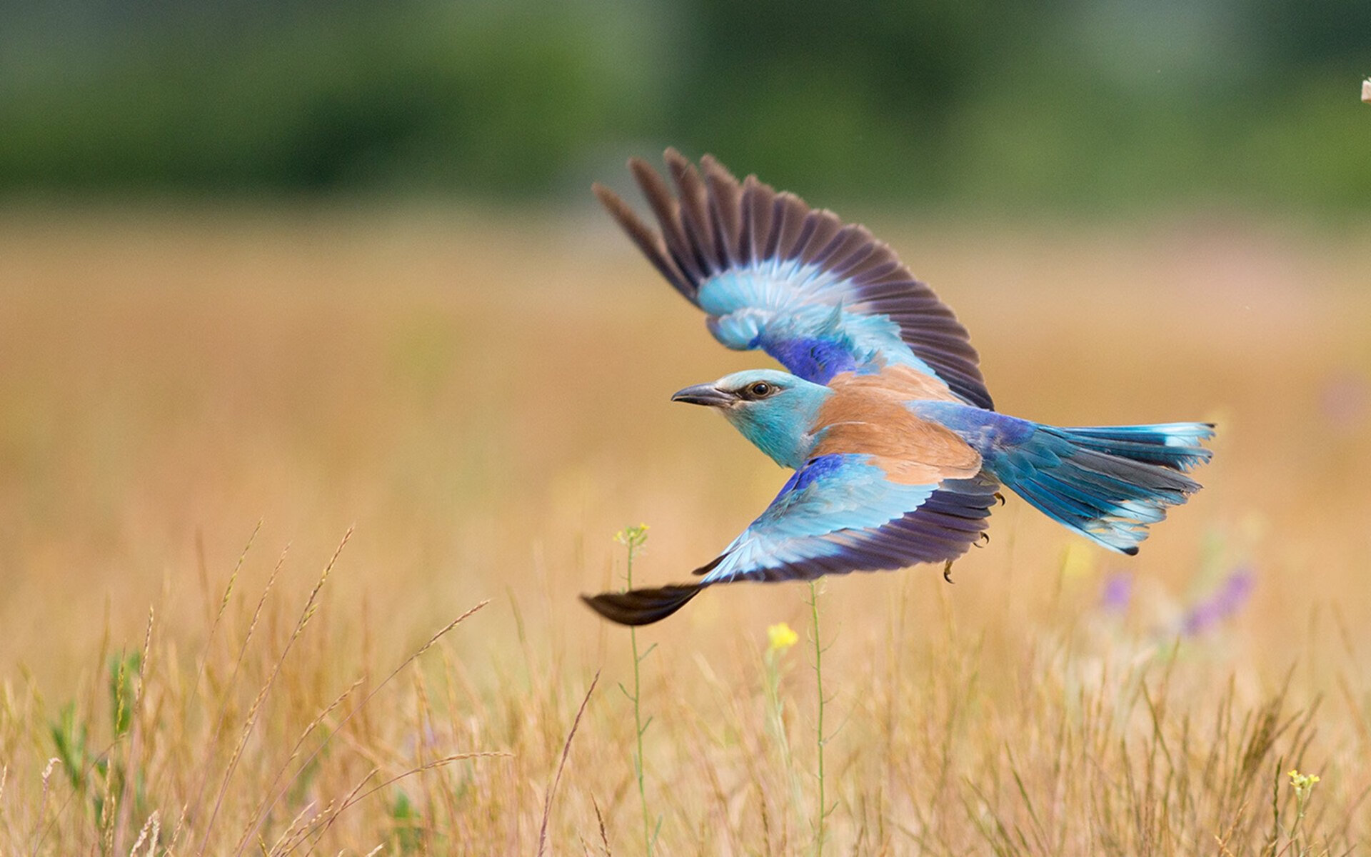 中场大师的统治力,若日尼奥无争议荣膺巴西对摩洛哥之战最佳球员