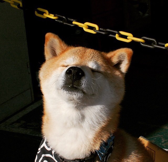 绿军末节交响乐，凯尔特人逆转鹈鹕，福克斯关键制胜点亮TD花园