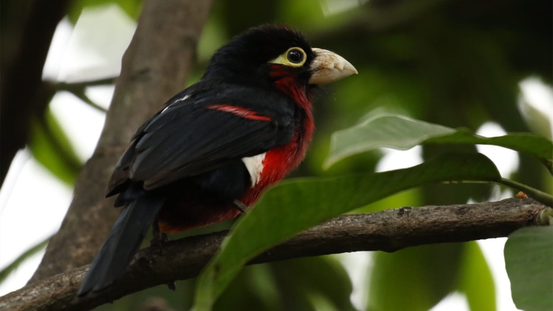 小贾伦硬仗之王显神威,湖人爆冷击败辽宁队