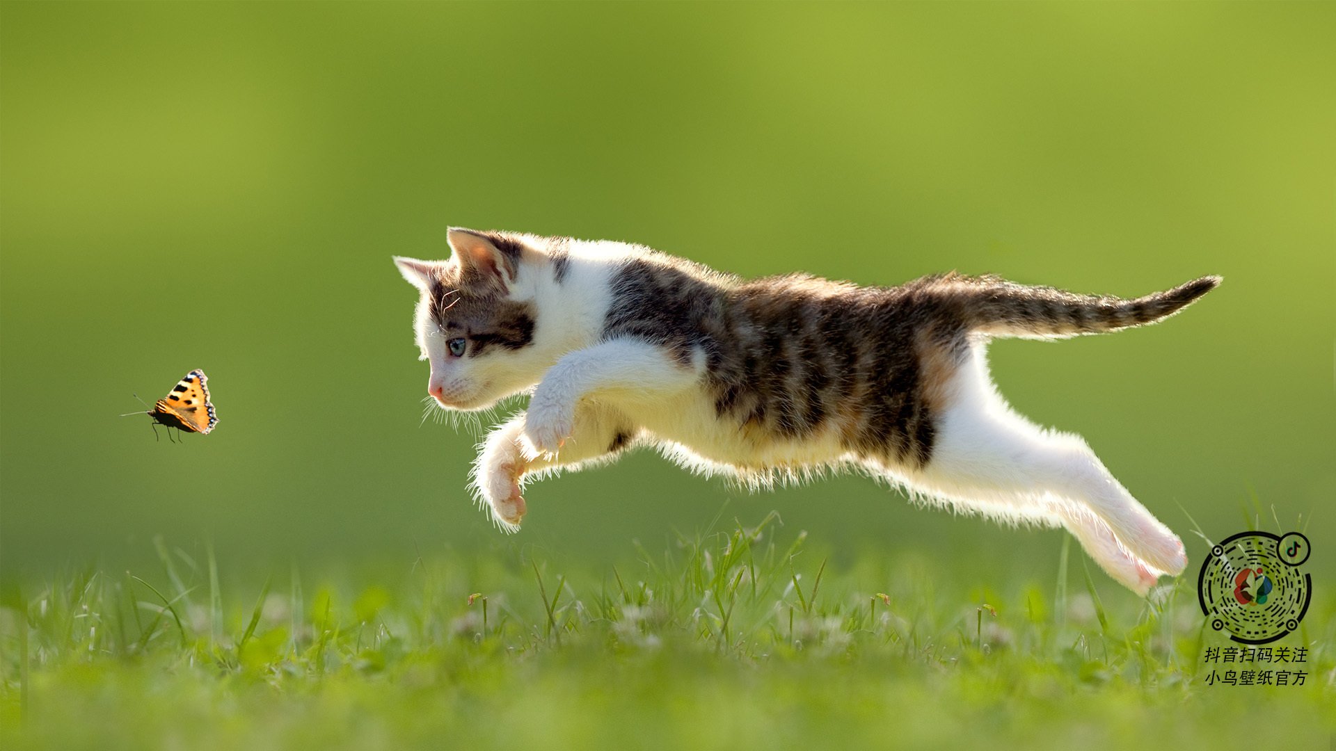 罗马在尼日利亚的制霸之路与佩德里的实力证明