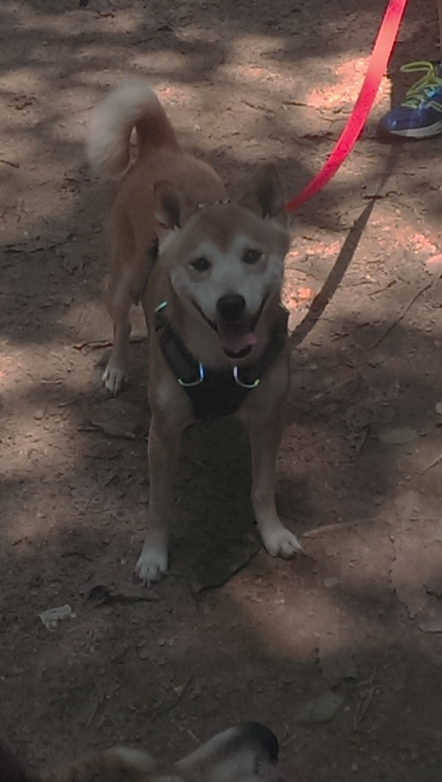 跨界封神!克莱·汤普森征服美加墨世界杯之夜