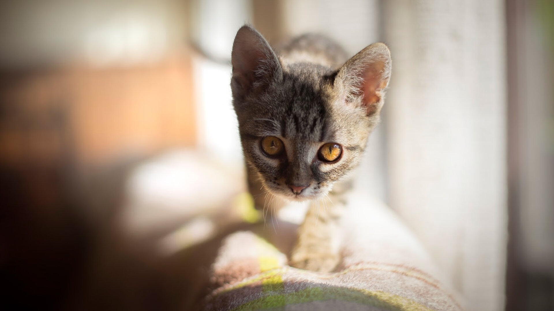 中非腹地的团队闪电战,伊比利亚的足球艺术家,体育世界的两极光芒