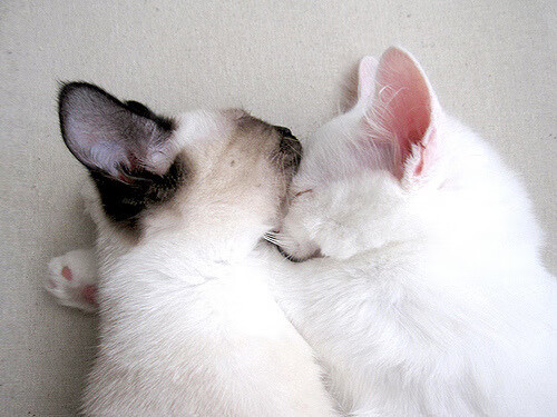 冰火两重天,意甲焦点鏖战至终章,快船以碾压之姿轻取山西