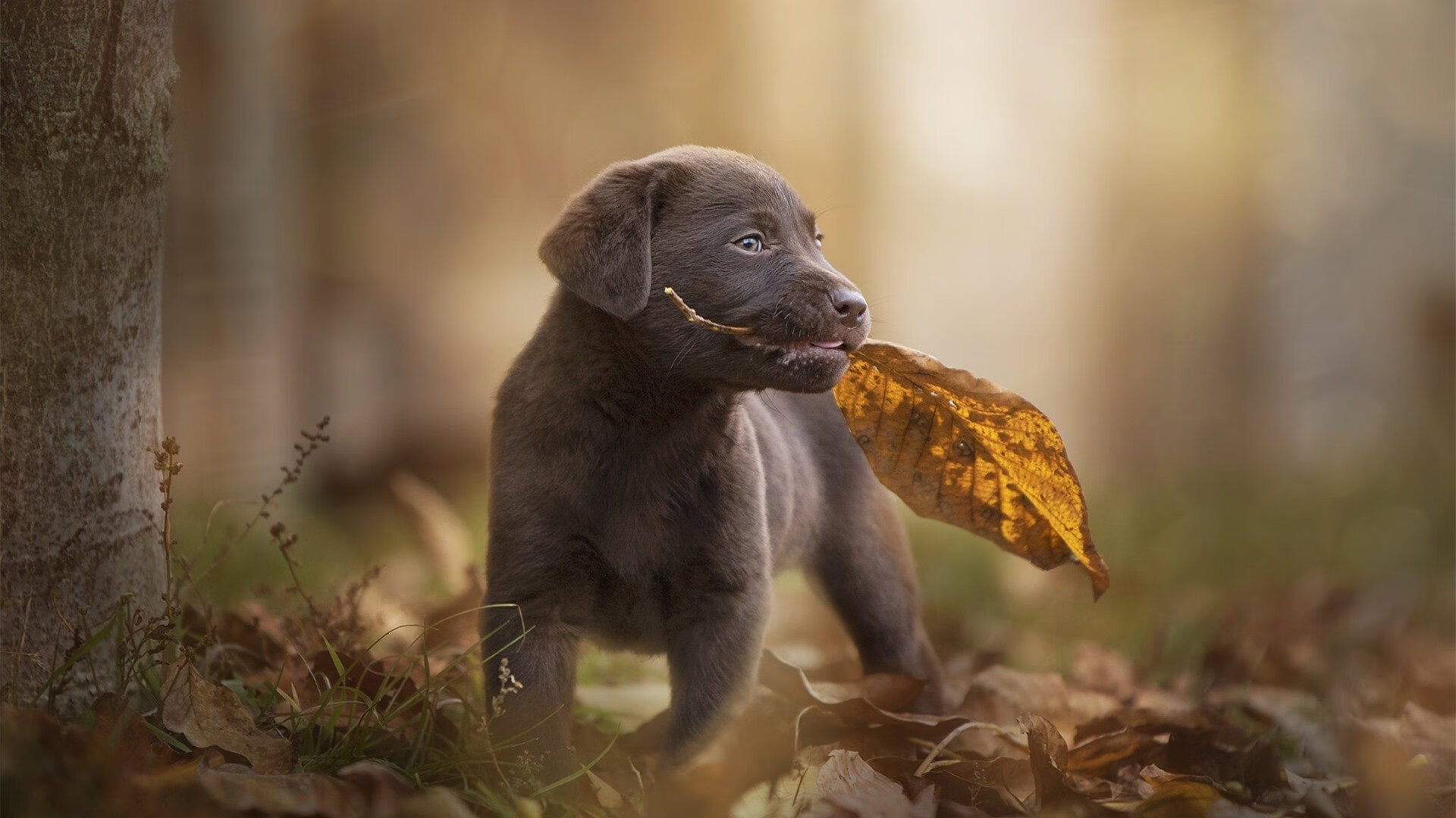 红魔末节惊魂夜，韩国补时逆转尼日利亚，亚洲足球再书史诗