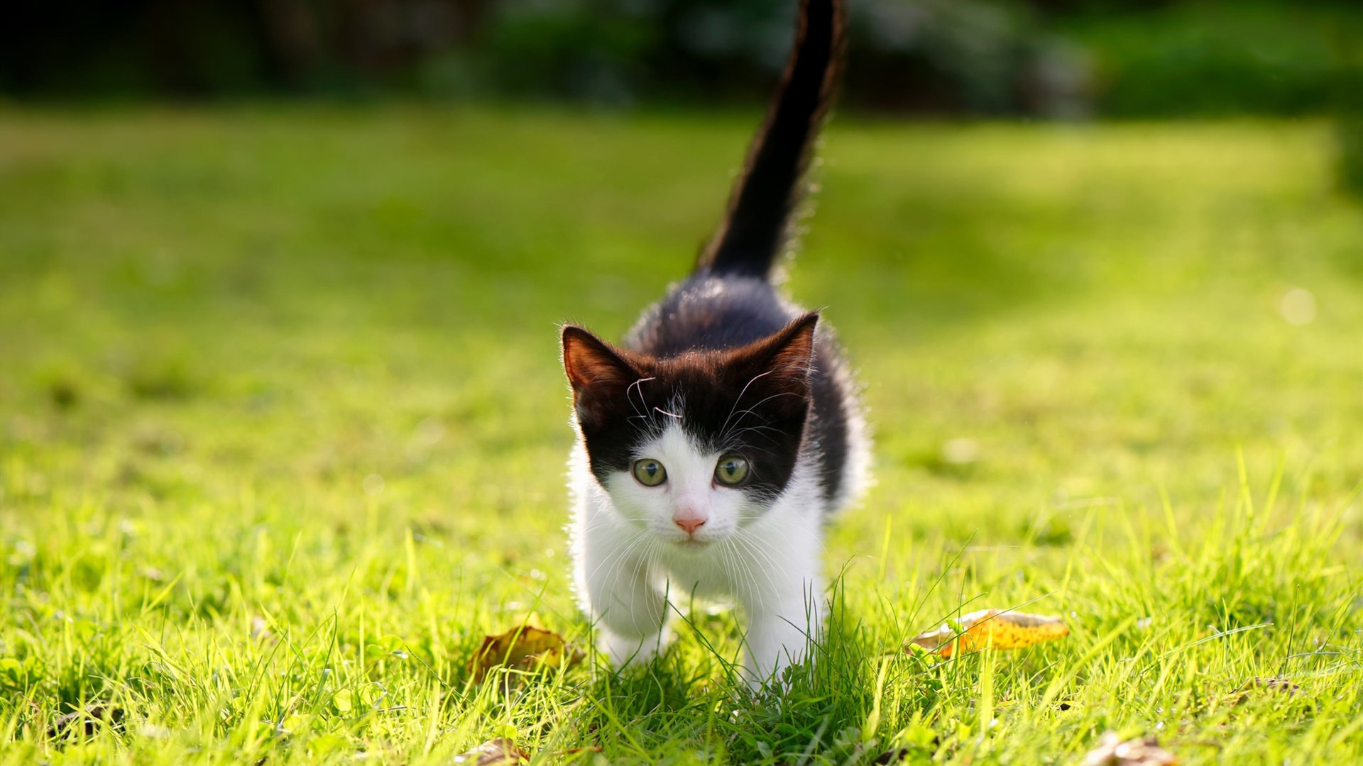 贝蒂斯带走马赛的基米希,此大场面先生非彼基米希