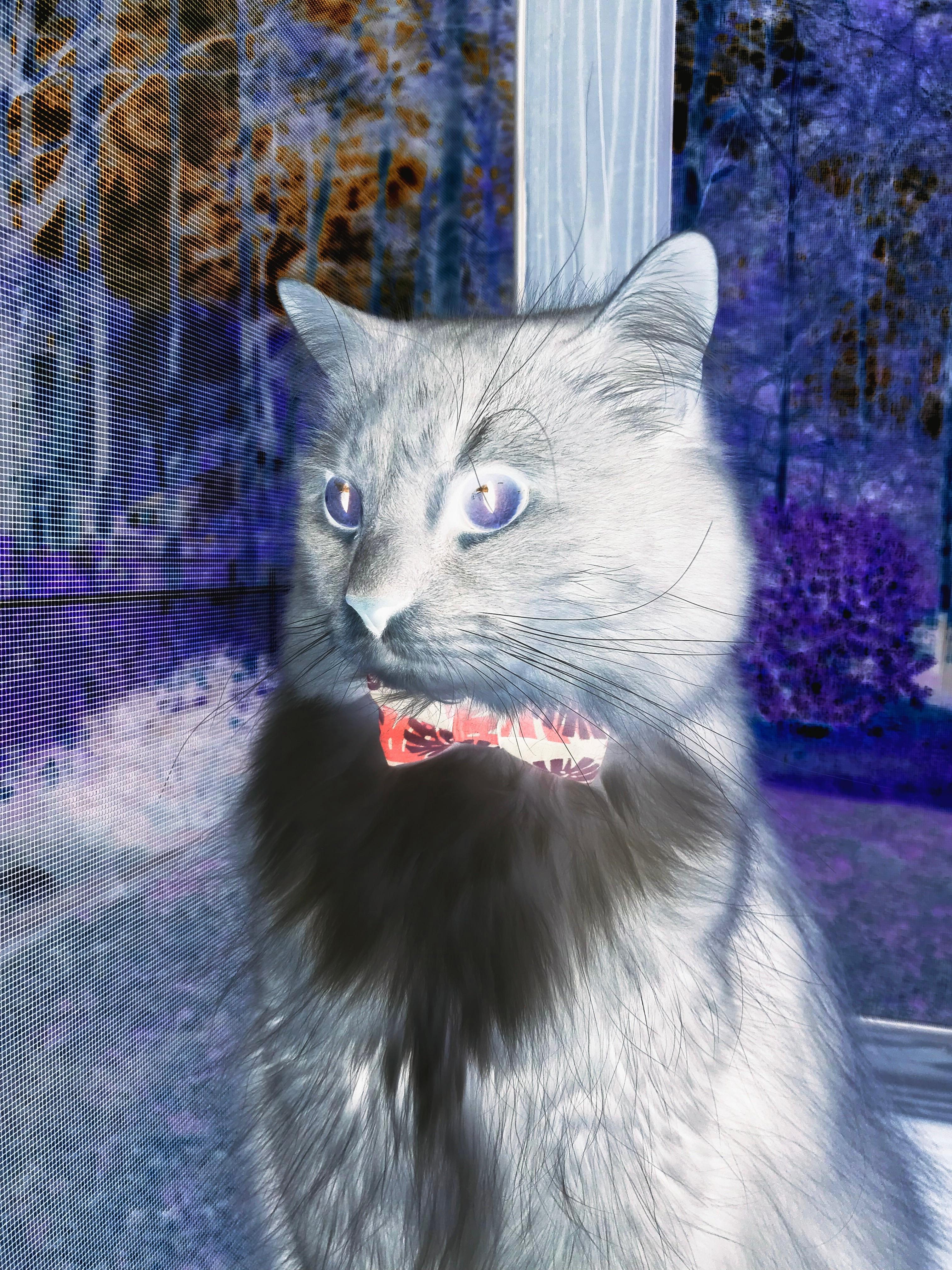 跨界风暴,比利时足球粉碎智利,基耶萨篮球总决赛接管之战