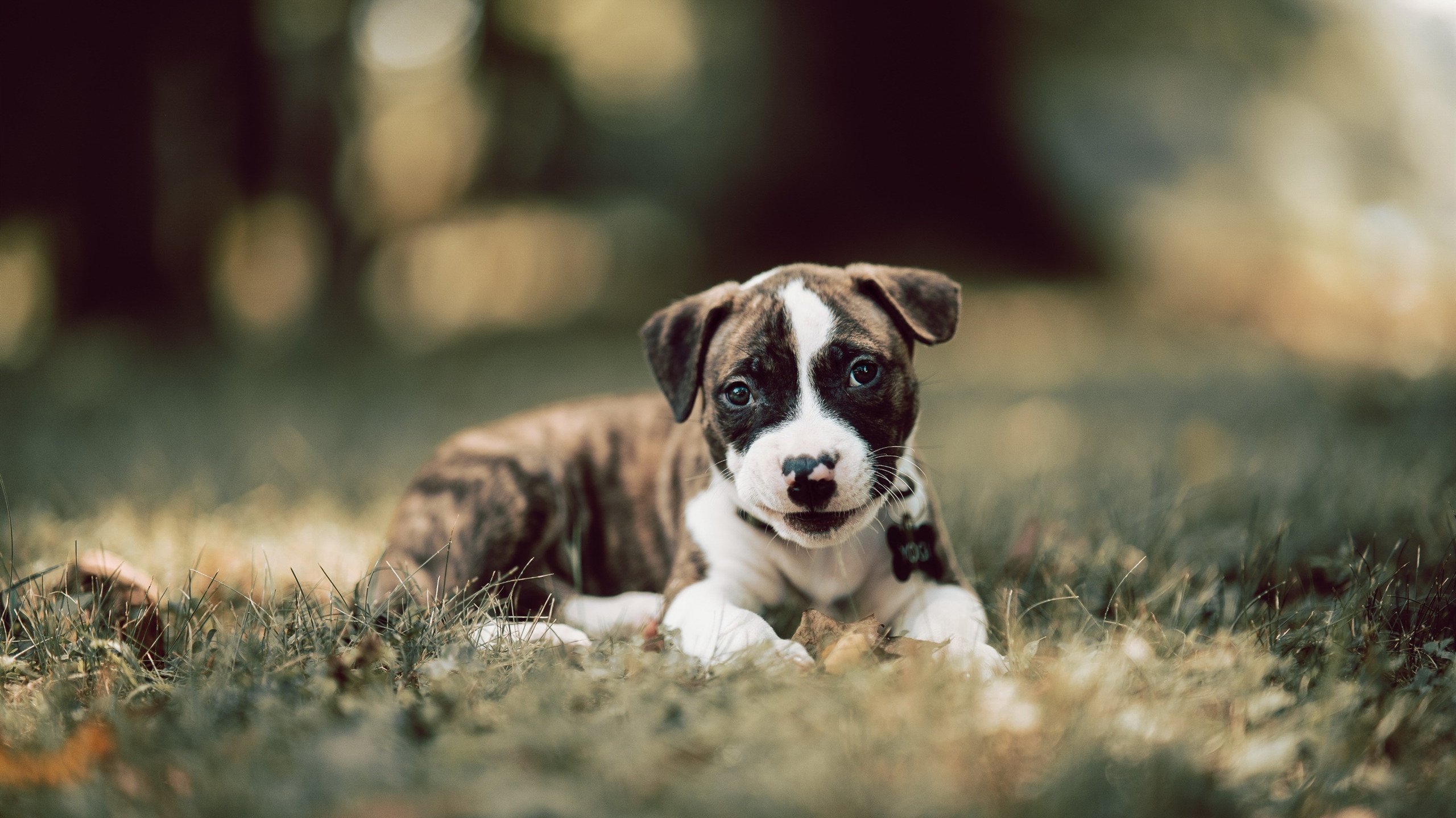 波兰强压拉齐奥,西决生死战焦点战,激情与悬念的终极对决